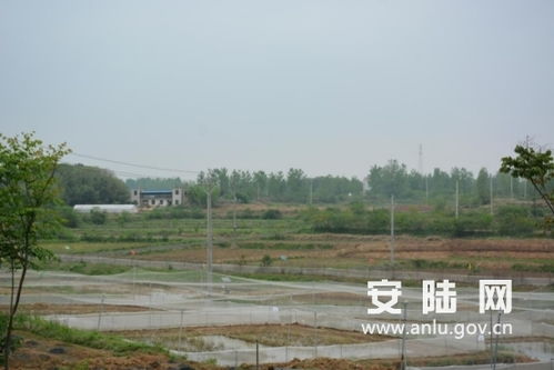 煙店鎮一企業獲評湖北省巾幗脫貧示范基地，中藥材銷售助力扶貧